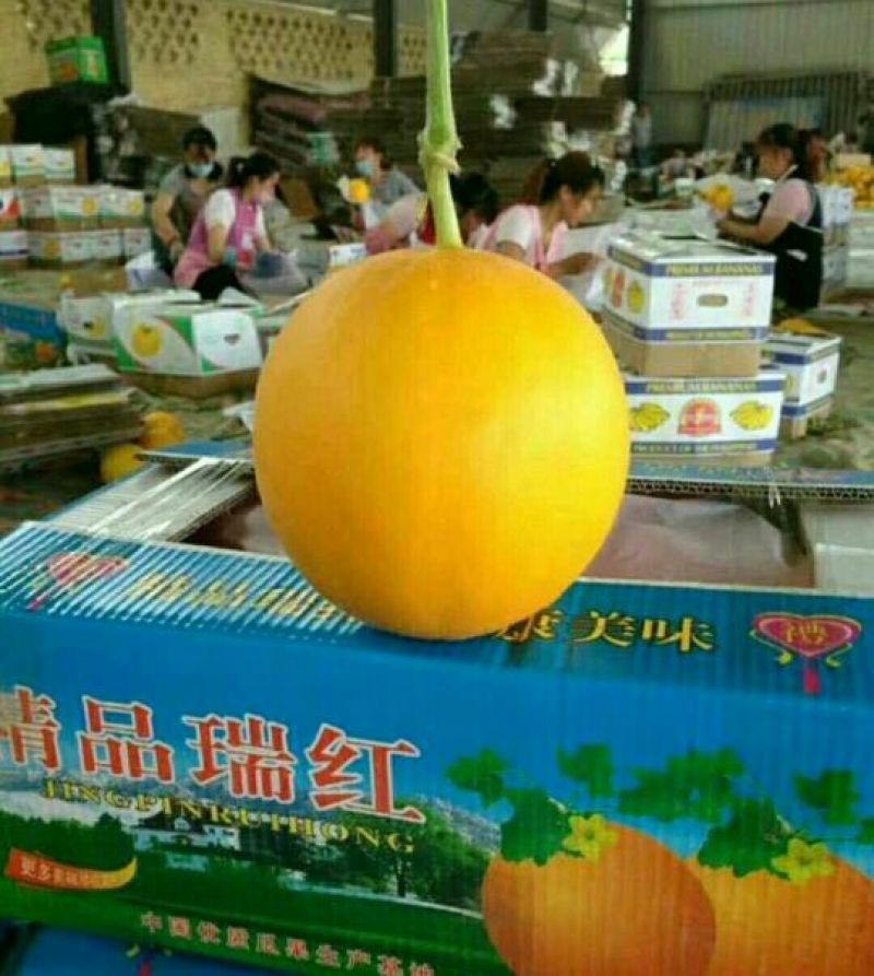 久红瑞甜瓜产地，久红瑞甜瓜大量上市供应，诚信第一
