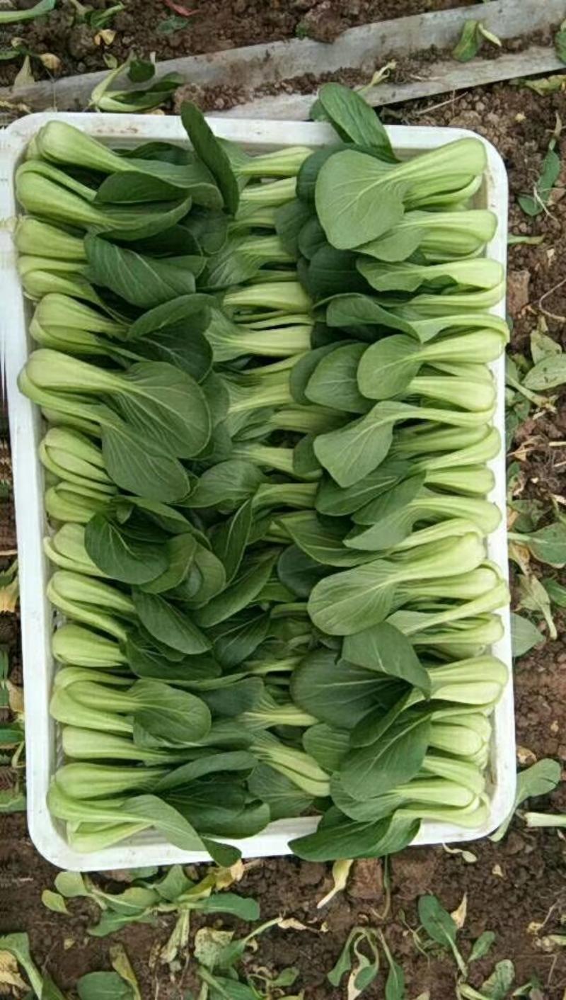【精品蔬菜】上海青10~20cm蔬菜