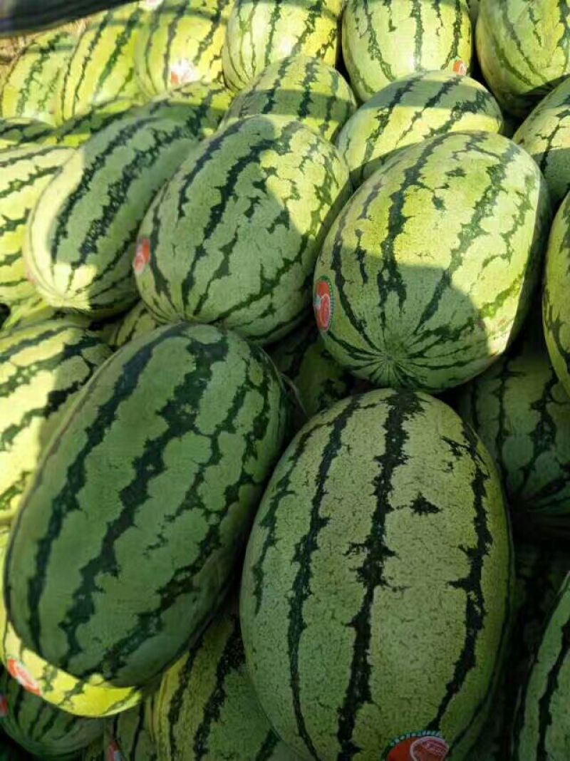 陕西直播苗花皮无籽西瓜10斤打底9成熟头茬