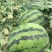 大棚直播双星西瓜，京欣西瓜大量供8斤打底9成熟1茬