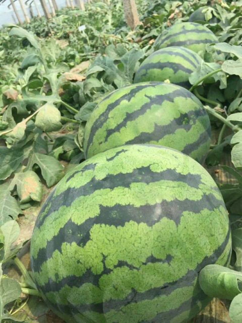 大棚直播双星西瓜，京欣西瓜大量供8斤打底9成熟1茬