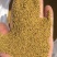 进口紫花苜蓿种子，净籽种子，可多年生长。