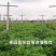 进口紫花苜蓿种子，净籽种子，可多年生长。