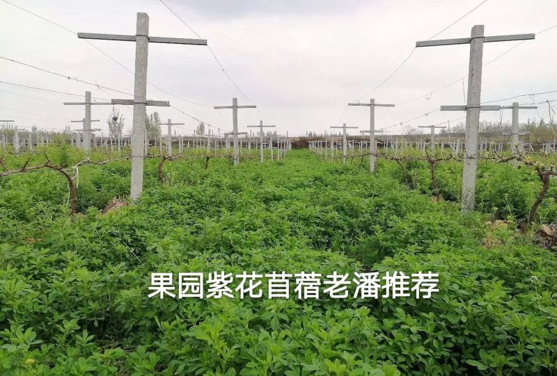 进口紫花苜蓿种子，净籽种子，可多年生长。