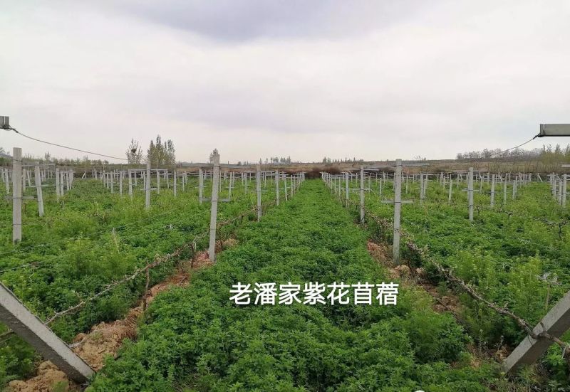进口紫花苜蓿种子，净籽种子，可多年生长。