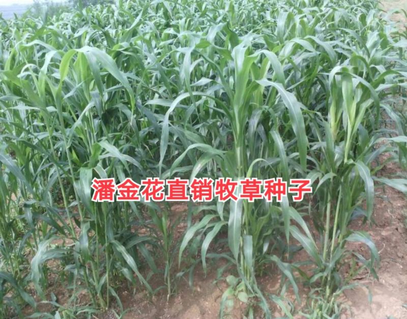 高丹草种子，适口性好，对土质要求不高，生长能力强