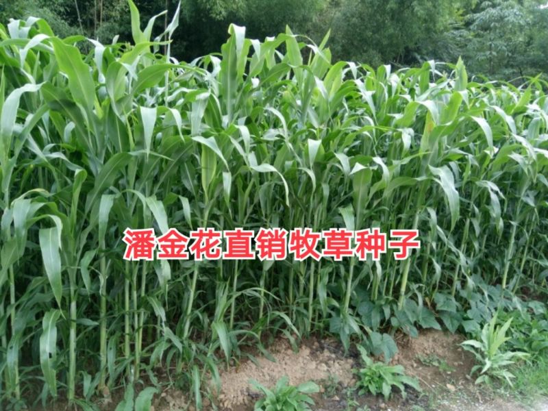 高丹草种子，适口性好，对土质要求不高，生长能力强