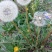 蒲公英种子蒲公英籽，蒲公英，基地发芽率高