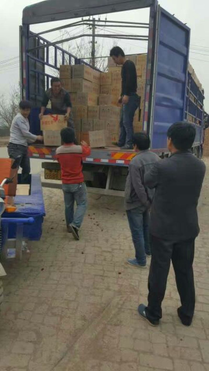 新疆红枣新货上市厂家直供干红枣批发代加工货源足