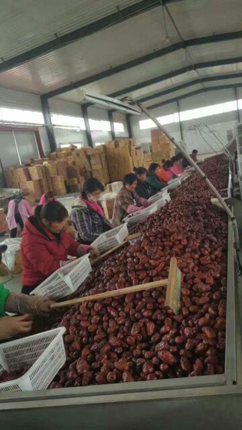 新疆红枣新货上市厂家直供干红枣批发代加工货源足