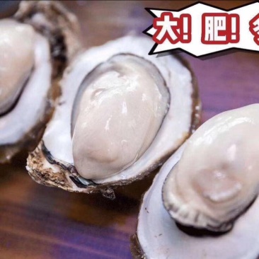生蚝1~5只/斤