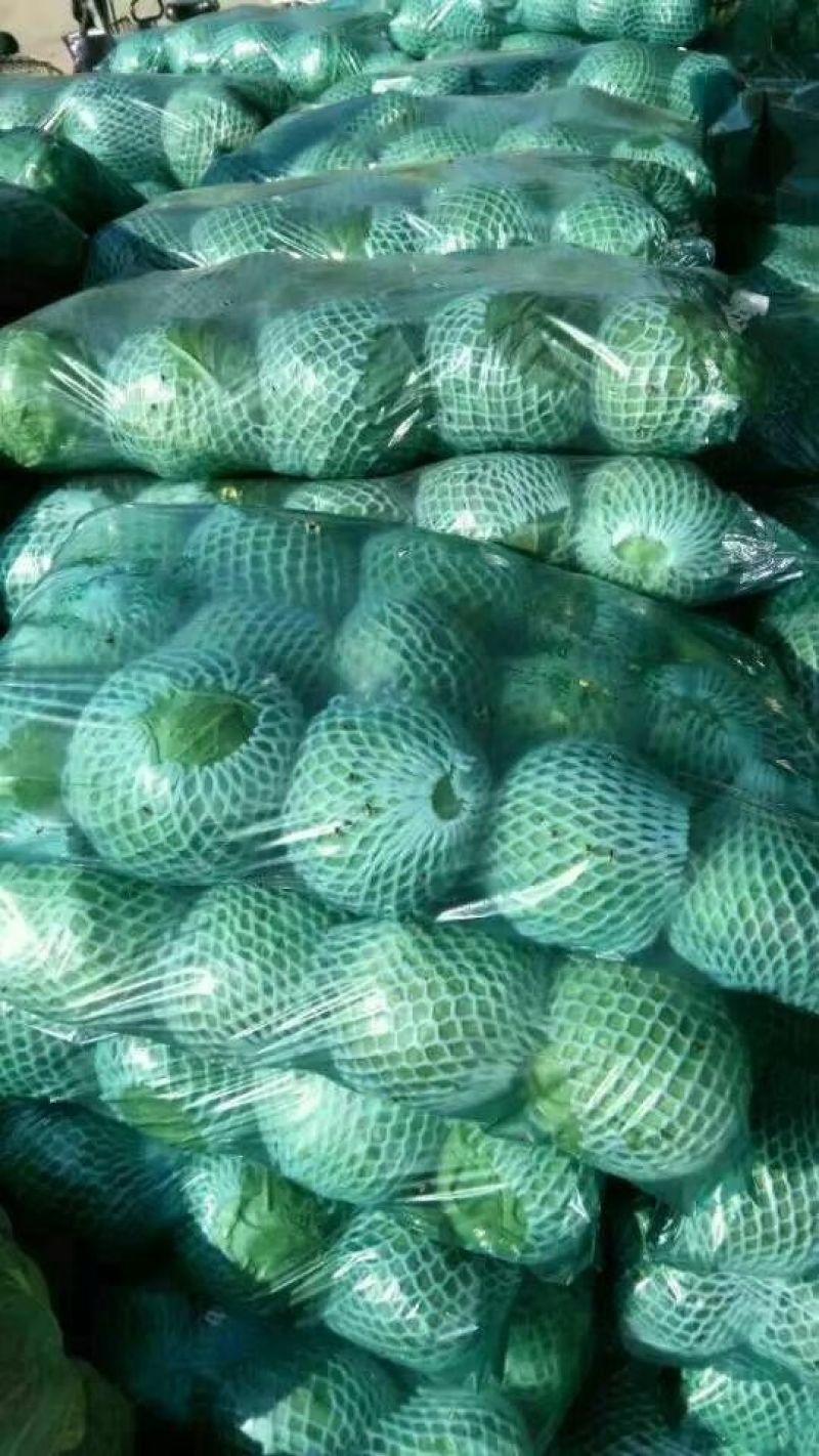 【热销】新苗甘蓝精品中甘，春季宣甘蓝开始供应。