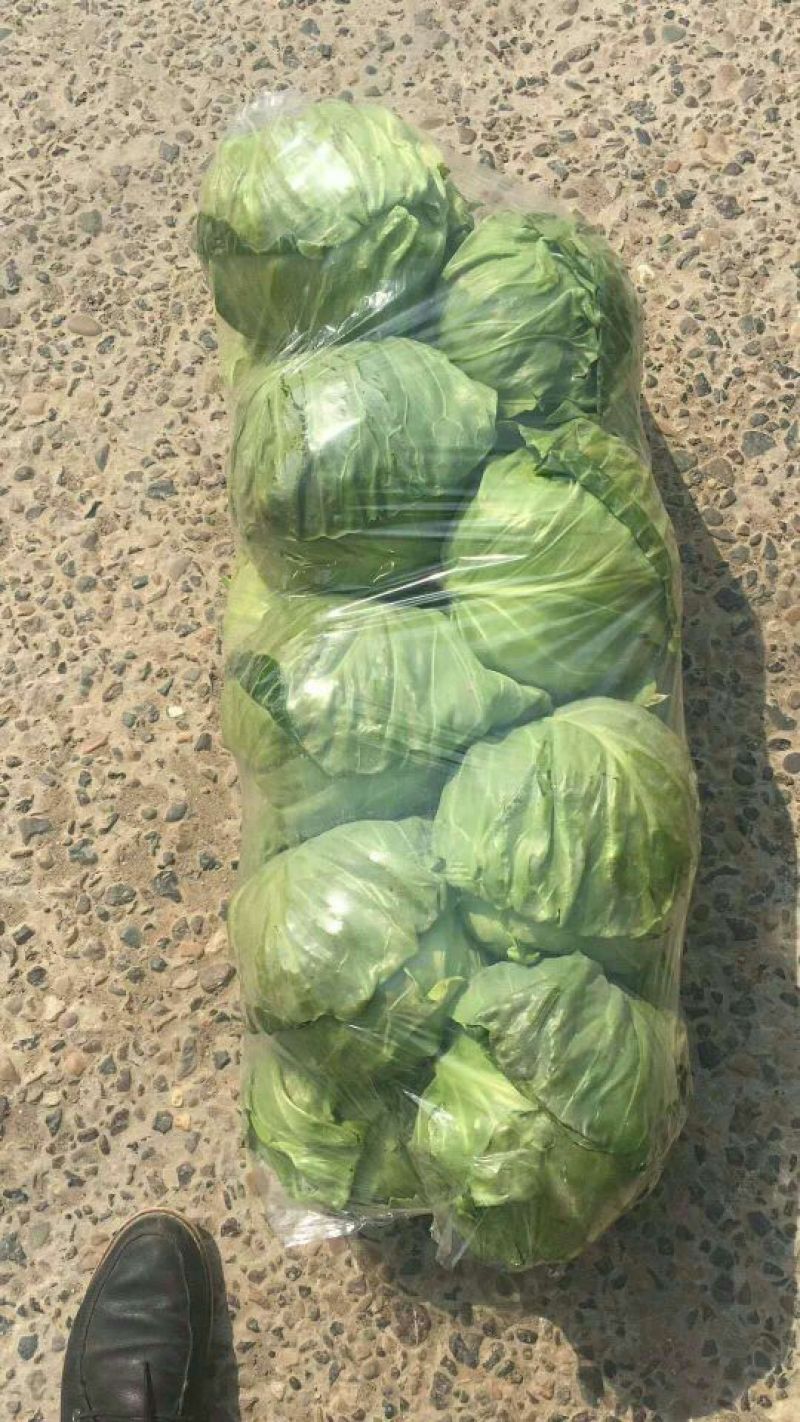 【热销】新苗甘蓝精品中甘，春季宣甘蓝开始供应。