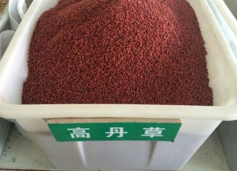 高丹草种子出芽率高10斤/亩五斤包邮