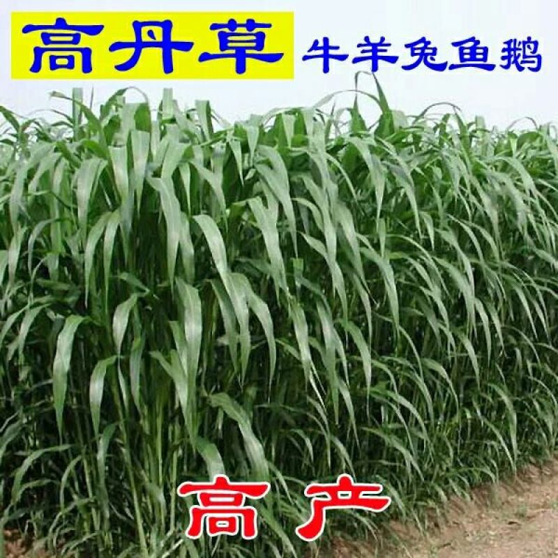 高丹草种子出芽率高10斤/亩五斤包邮