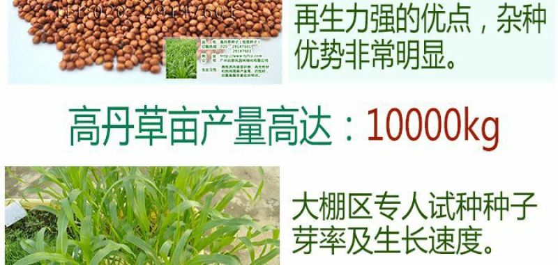 高丹草种子出芽率高10斤/亩五斤包邮