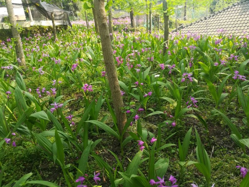 白芨种苗30~40cm