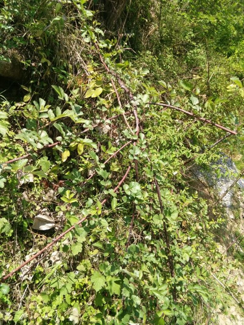 树莓苗80cm以上