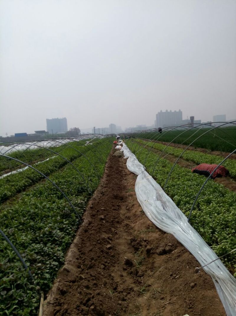 红薯苗25~35cm