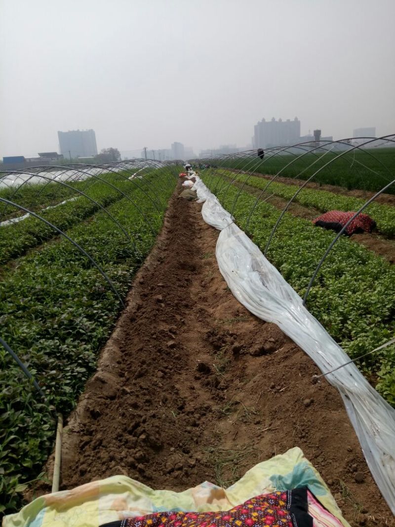 红薯苗25~35cm