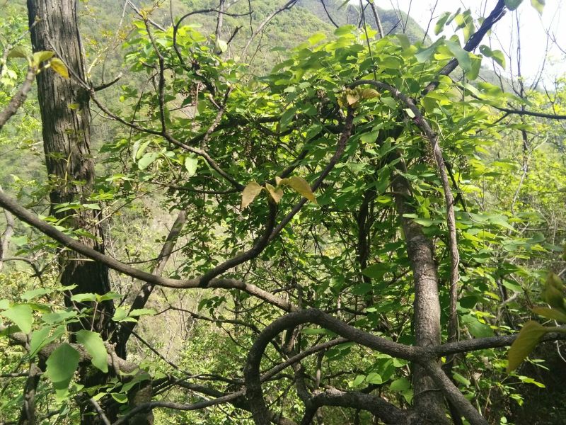 八月瓜苗挂果期藤树苗