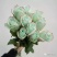四季玫瑰苗10~20cm