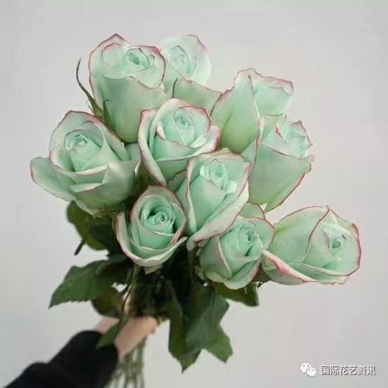四季玫瑰苗10~20cm