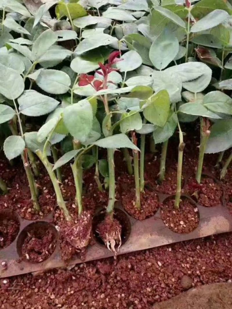 四季玫瑰苗10~20cm