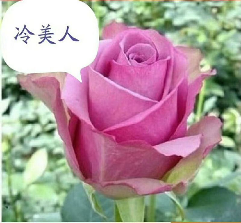 四季玫瑰苗10~20cm