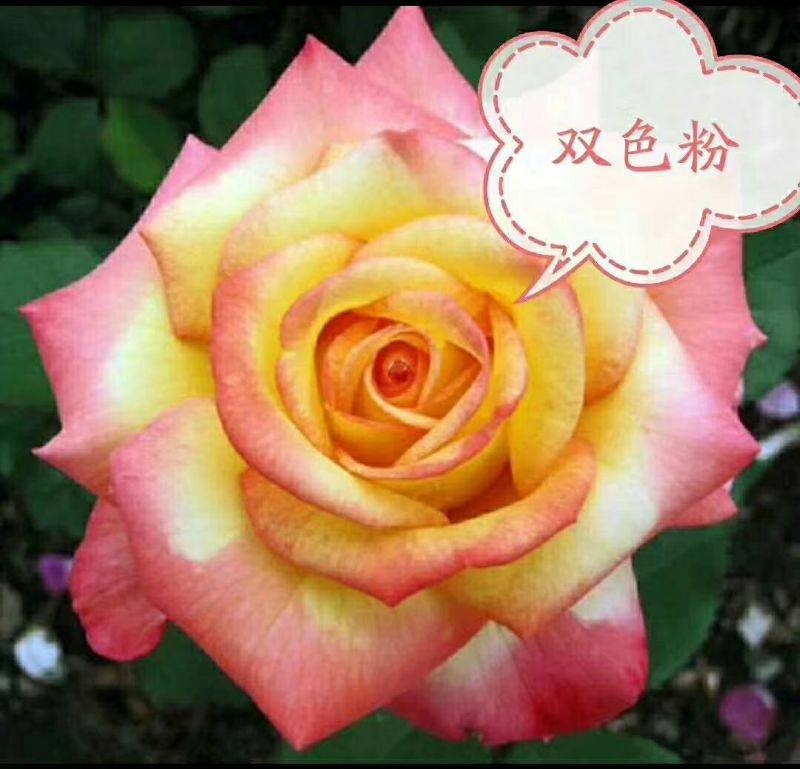 四季玫瑰苗10~20cm
