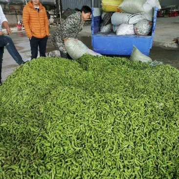 九月寒毛豆湖北精品网袋大量基地货全国发货色选清洗打冷一条
