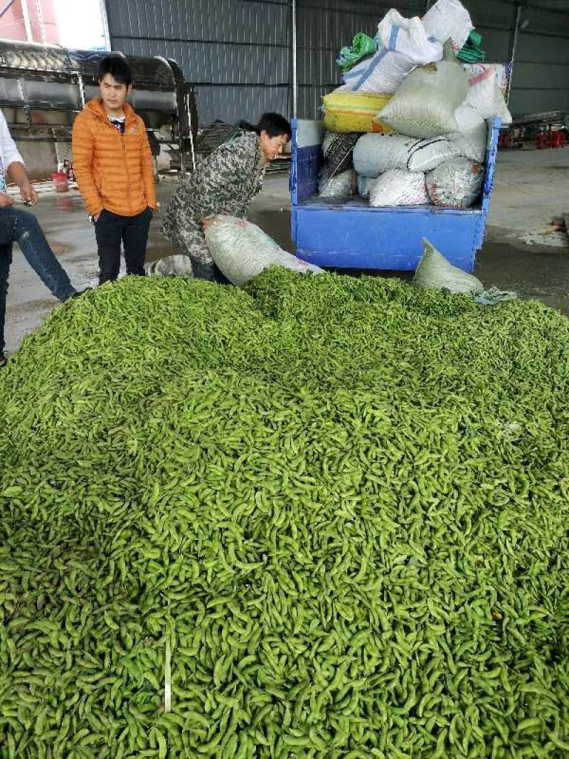 九月寒毛豆湖北精品网袋大量基地货全国发货色选清洗打冷一条