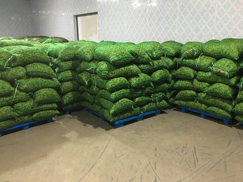 九月寒毛豆湖北精品网袋大量基地货全国发货色选清洗打冷一条