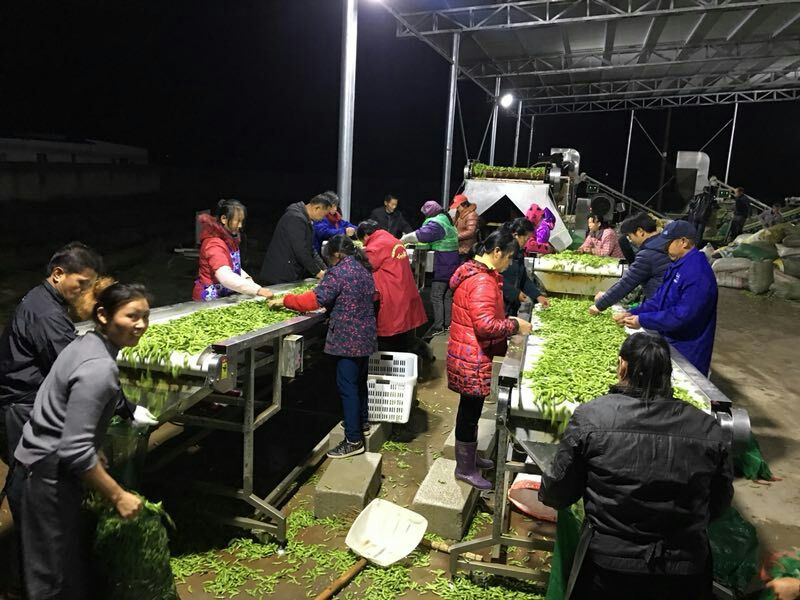 九月寒毛豆湖北精品网袋大量基地货全国发货色选清洗打冷一条