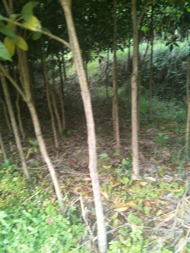 桂花树8~10cm3~3.5米2~3米