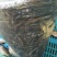 泥鳅苗淡水杂交泥鳅苗可食用台湾泥鳅苗泥鳅水花苗基地供货