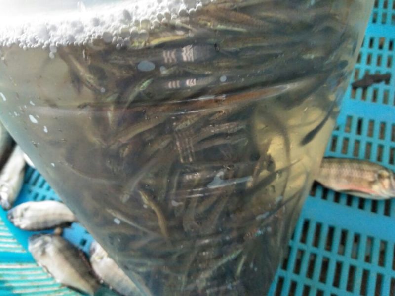 泥鳅苗淡水杂交泥鳅苗可食用台湾泥鳅苗泥鳅水花苗基地供货