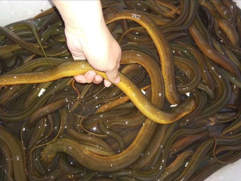 黄鳝食用活鱼