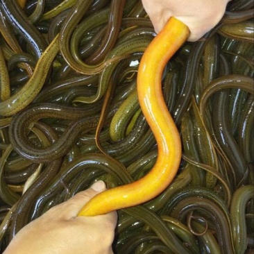 黄鳝食用活鱼