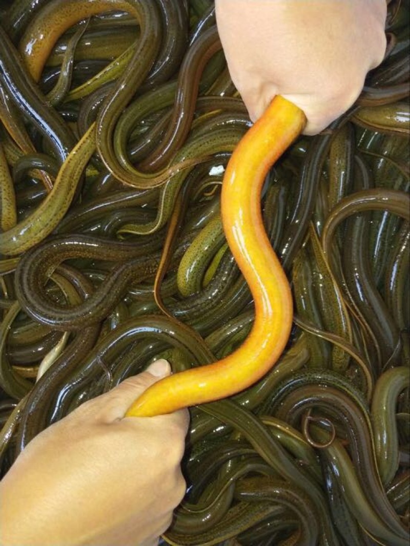 黄鳝食用活鱼