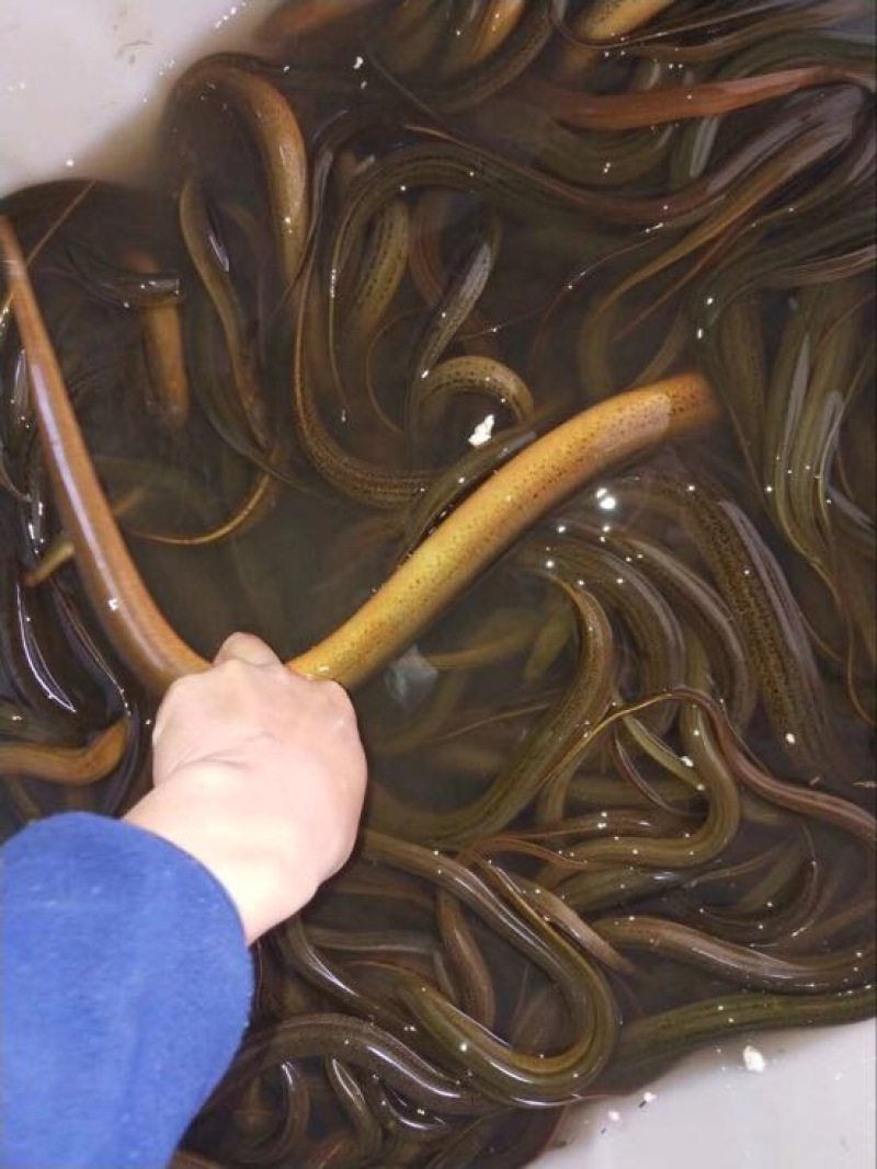 黄鳝食用活鱼