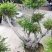 黄杨盆景含盆110~130cm