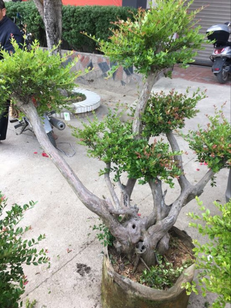 黄杨盆景含盆110~130cm