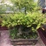 黄杨盆景含盆110~130cm