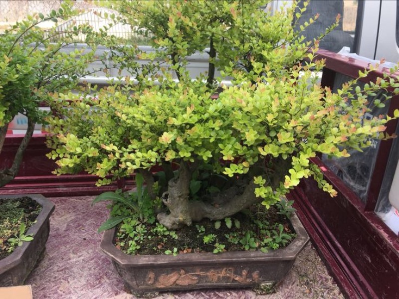 黄杨盆景含盆110~130cm