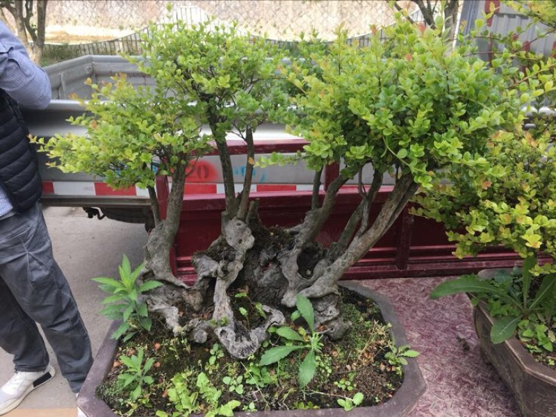 黄杨盆景含盆110~130cm