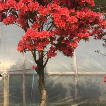 映山红树桩20~25cm