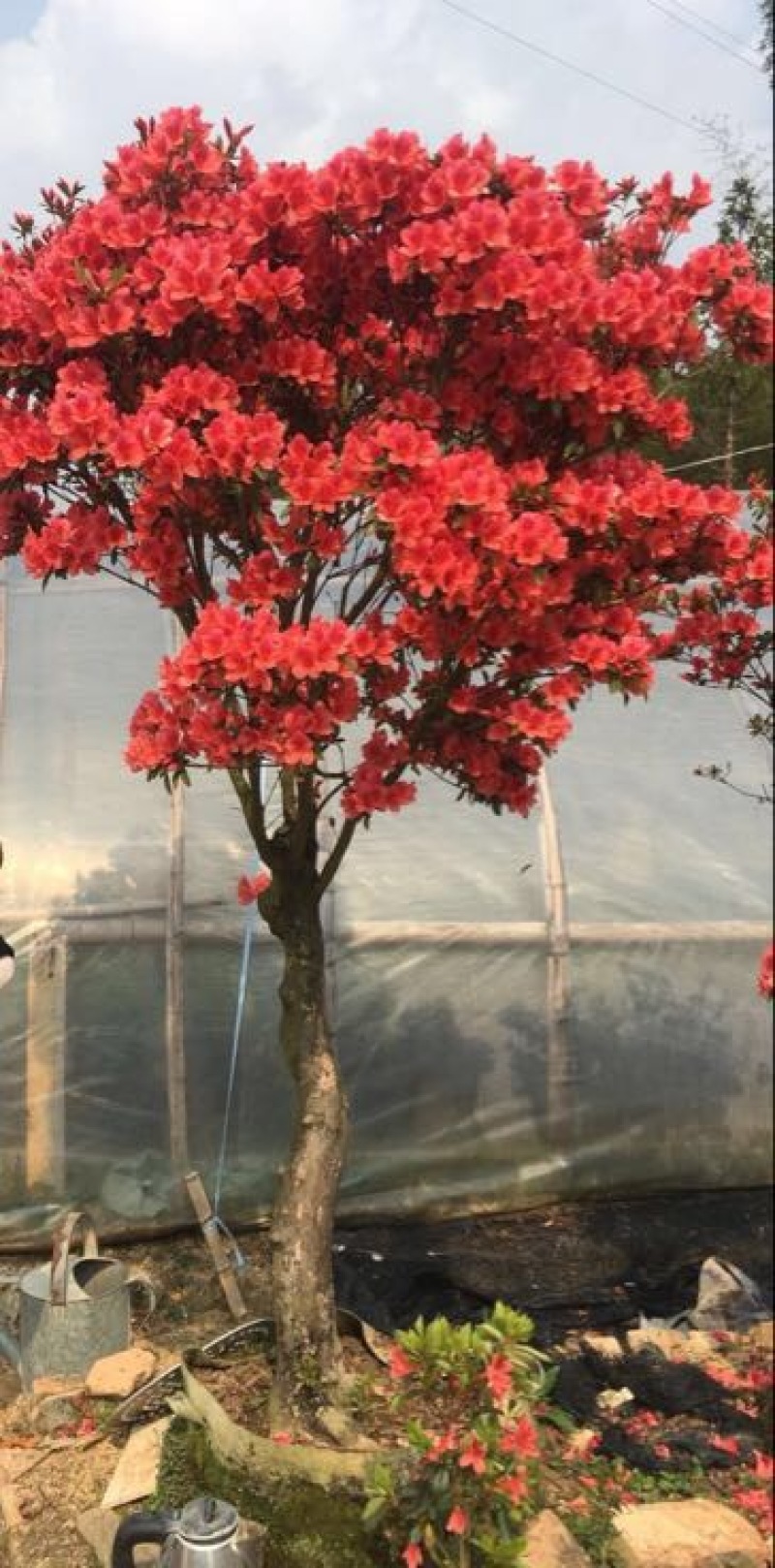 映山红树桩20~25cm