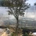 映山红树桩20~25cm