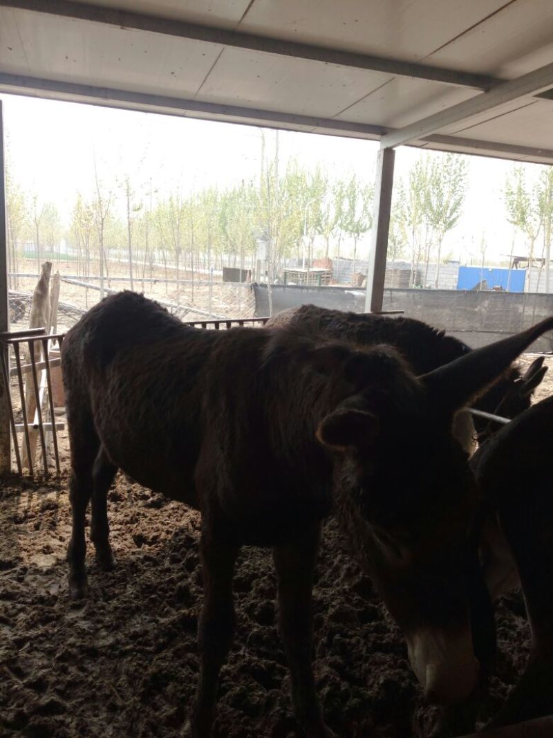 肉驴400~500斤